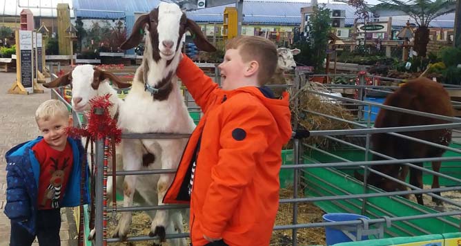 Fishers Mobile Farm - meeting Boer goats